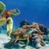 Molokini and Turtle Arches Snorkel
